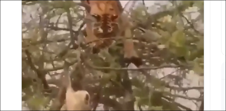 بندر نے چیتے کو سبق سکھا دیا (ویڈیو وائرل)
