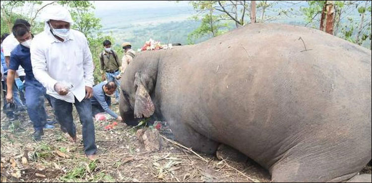بھارت: آسمانی بجلی گرنے سے 18 ہاتھی ہلاک