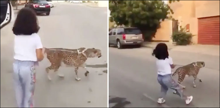 کمسن بچی کی تیندوے کو ٹہلانے کی ویڈیو وائرل