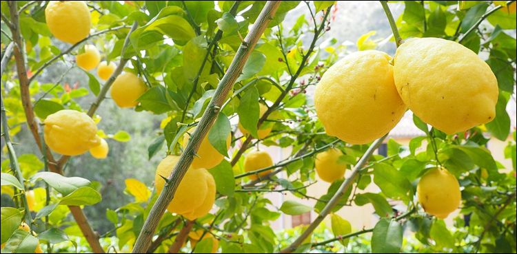 کیا لیموں کے بیج میں بھی غذائیت ہوتی ہے؟ جان کر آپ حیران رہ جائیں گے