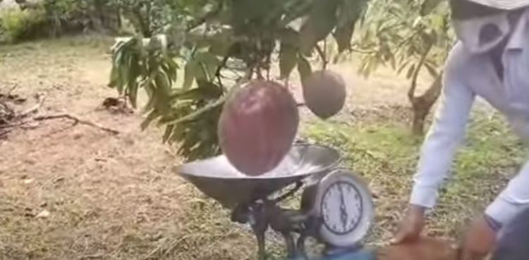 دنیا کا سب سے وزنی آم کتنے پاؤنڈ کا ہے؟  نیا ریکارڈ بن گیا، ویڈیو دیکھیں