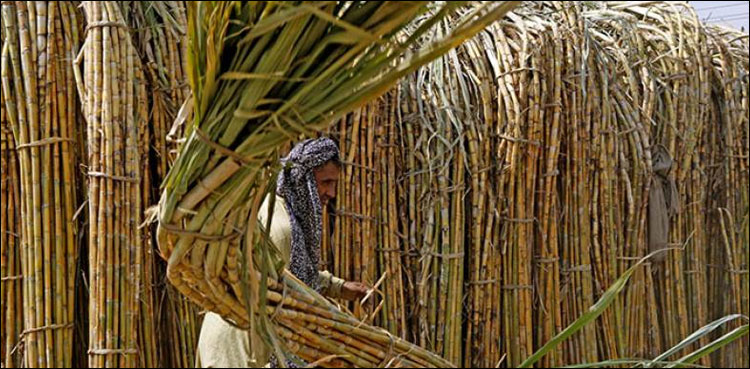 سندھ میں گنا، کپاس اور چاول کی فصلیں متاثر ہونے کا خدشہ