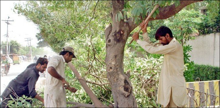 بلڈنگز بنانے کے لیے درخت نہیں کاٹے جائیں گے: عدالت کا حکم