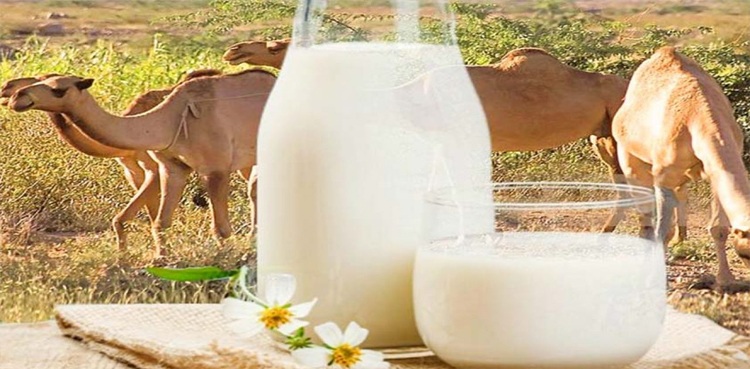 اونٹنی کا دودھ ذیابیطس اور کینسر میں مفید قرار، مزید فوائد بھی سامنے آگئے