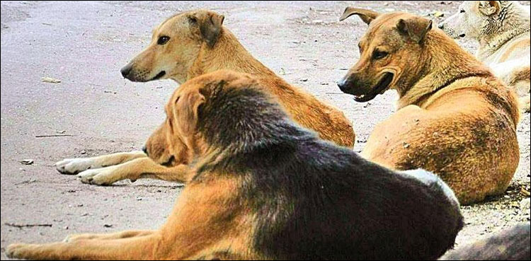 آوارہ کتوں کو کیوں مارا گیا؟ توہین عدالت کے نوٹس جاری