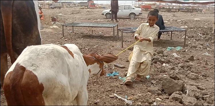 بچوں نے مزدوری کے لیے مویشی منڈی کا رخ کر لیا، ننھے طالب علم نے بھی لیموں پانی کا ٹھیلا لگا لیا