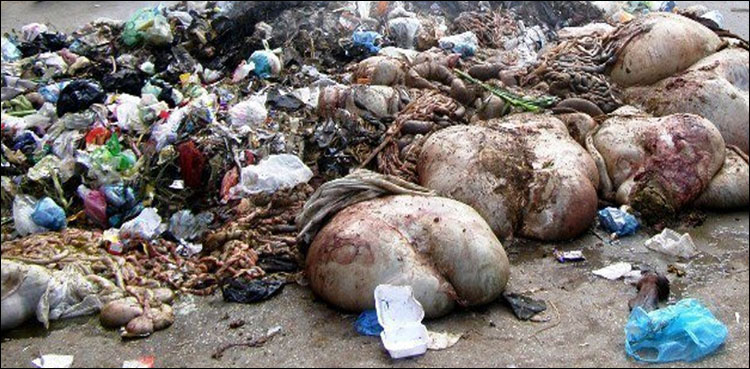 کراچی: آلائشوں اور جانوروں کی باقیات کا ڈھیر، شہر تعفن زدہ ہوگیا