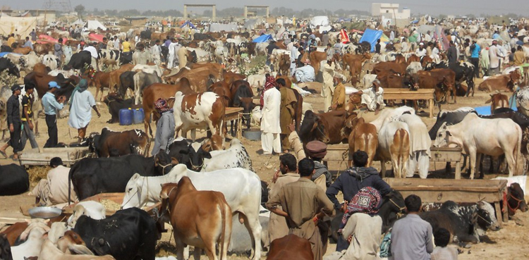 کراچی: مویشیوں کا بیوپاری اپنی جمع پونجی سے محروم ہوگیا