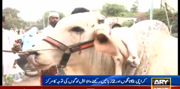 کراچی : 6 ٹانگوں اور 2 زبانوں والا بیل لوگوں کی توجہ کا مرکز