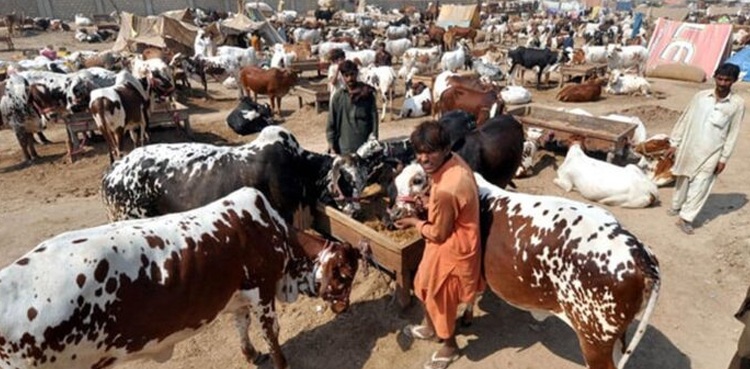مویشی منڈیوں میں کورونا اور کانگووائرس سے بچاؤ کیلئے ایڈوائزری جاری