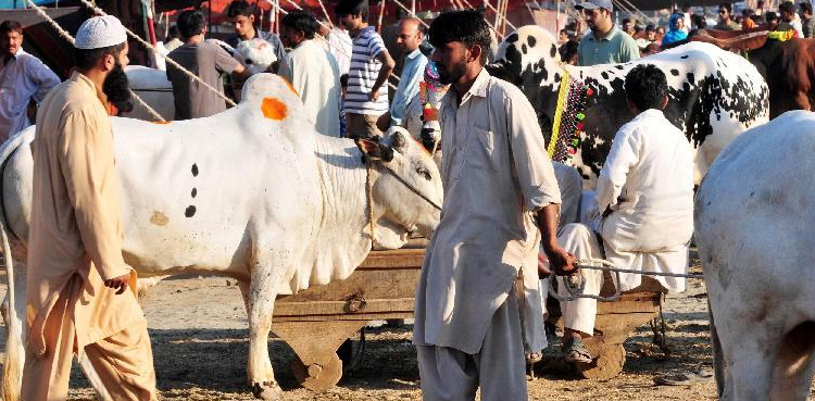 عید الاضحیٰ، سندھ حکومت نے بڑی پابندی عائد کر دی