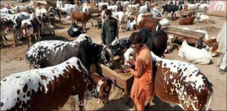 سندھ حکومت نے عیدالاضحیٰ پر تعطیلات کا اعلان کردیا