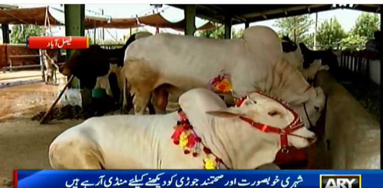 فیصل آباد کے بادشاہ اور وائٹ گولڈ جوڑی کی دھوم