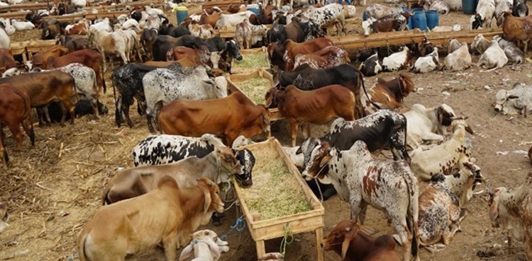 کراچی: سپر ہائی وے مویشی منڈی میں  ویکسینیشن کا آغاز کل  سے ہوگا