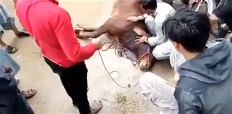 قربانی کے جانور کو کرنٹ لگ گیا (ویڈیو)