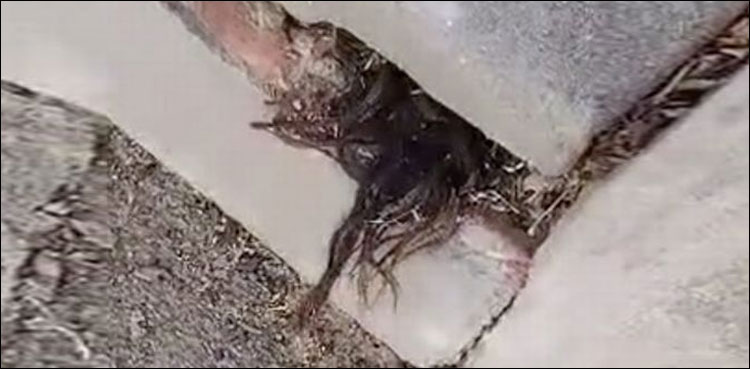 قبر سے باہر نکلتے انسانی بالوں نے سب کو خوفزدہ کردیا