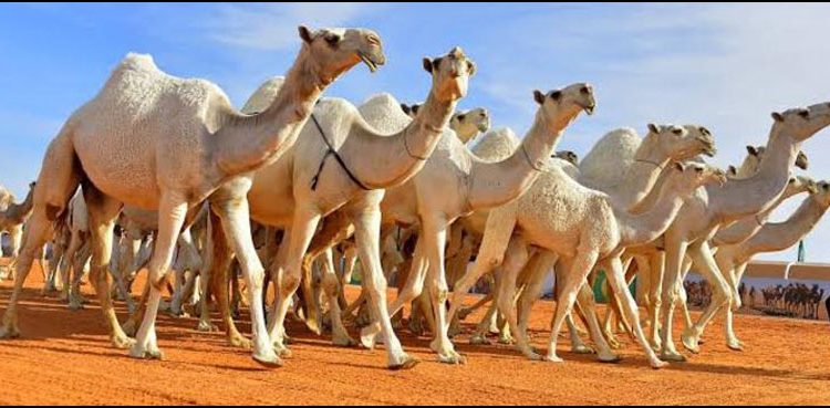 سعودی عرب : اونٹوں کی حفاظت کیلئے حکومت کا مؤثر اقدام