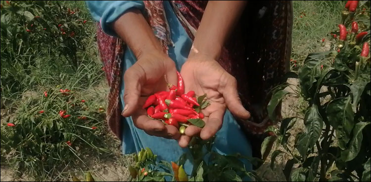 جھلستے ہاتھ، لڑکھڑاتی سانسیں: کنری کی مرچ منڈی کے محنت کشوں کا احوال
