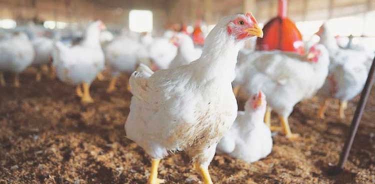 قیمتوں میں اضافہ، چکن کی برآمد پر پابندی برقرار رکھنے کا حکم