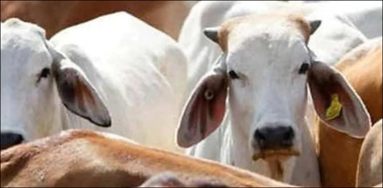 بھارت: گایوں کے لیے انوکھی ایمبولینس سروس
