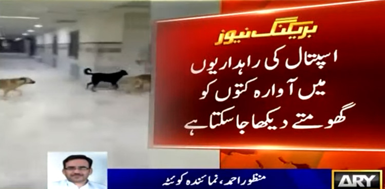 کوئٹہ : بولان میڈیکل کمپلیکس ہسپتال میں آوارہ کتے گھومنے لگے