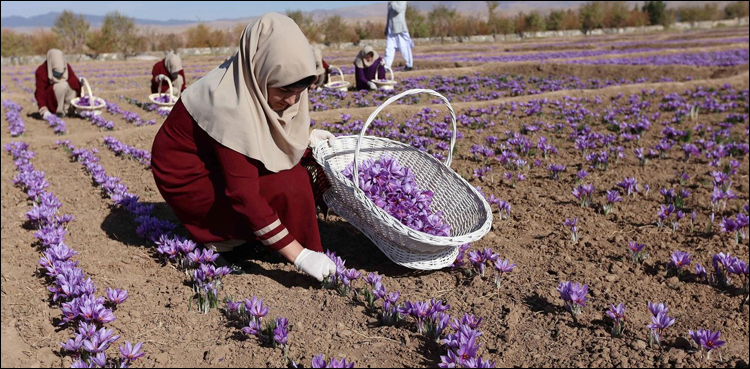 زعفران کی کاشت کا بڑا منصوبہ شروع