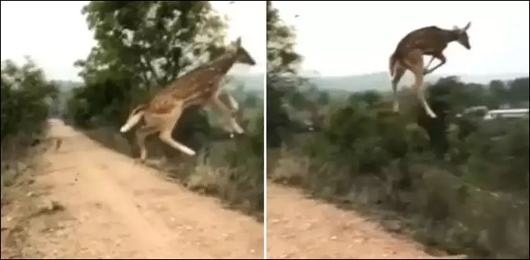 ہوا میں اڑتے ہرن کی ویڈیو وائرل