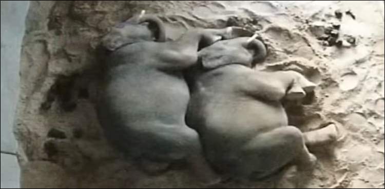 ننھے ہاتھیوں نے لوگوں کے دل موہ لیے، دلچسپ ویڈیو وائرل