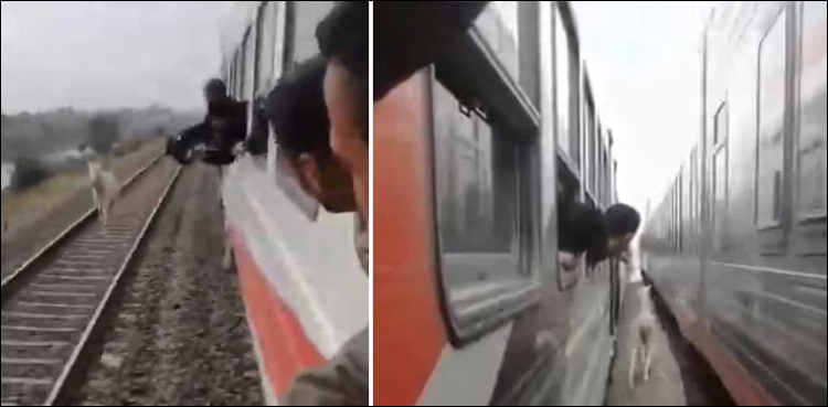 کیا یہ گھوڑا ٹرین سے ریس لگا رہا ہے، ویڈیو دیکھیں