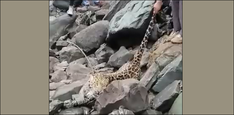 تیندوے کو دم سے پکڑ کر کھینچنے کی ویڈیو وائرل