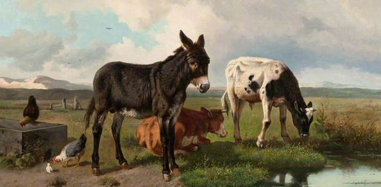 بیل اور گدھا (دل چسپ کہانی)