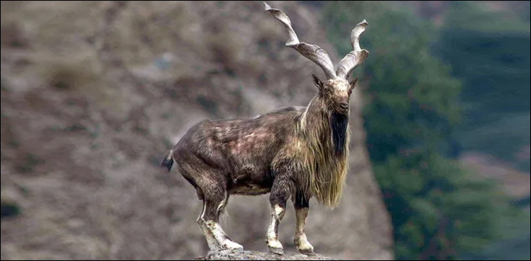 مارخور کے سینگوں سے قیتمی انگوٹھیاں بنانے کا انکشاف