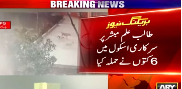ڈی جی خان :  سرکاری اسکول میں  12 سالہ طالب علم کو خونخوار کتوں نے بھنبھوڑ کر مار ڈالا