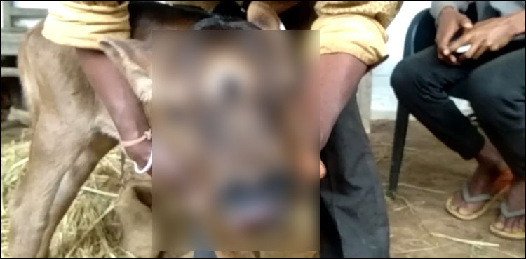 بھارت کے گاؤں میں عجیب الخلقت بچھڑے کی پیدائش، حیرت انگیز تصاویر