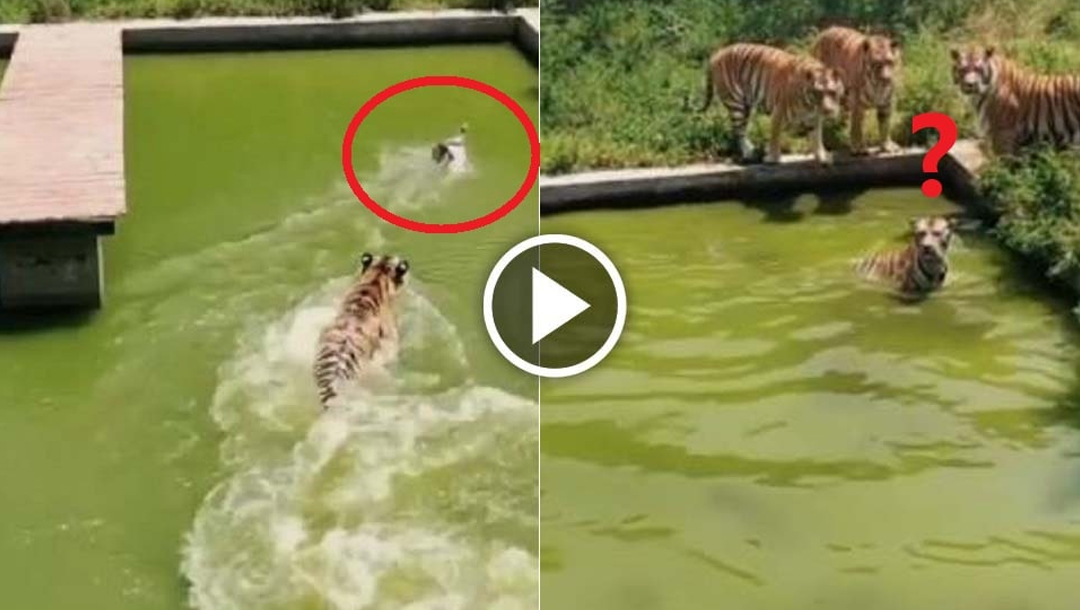 بطخ نے خونخوار ٹائیگروں سے اپنی جان کیسے بچائی؟ دلچسپ ویڈیو وائرل