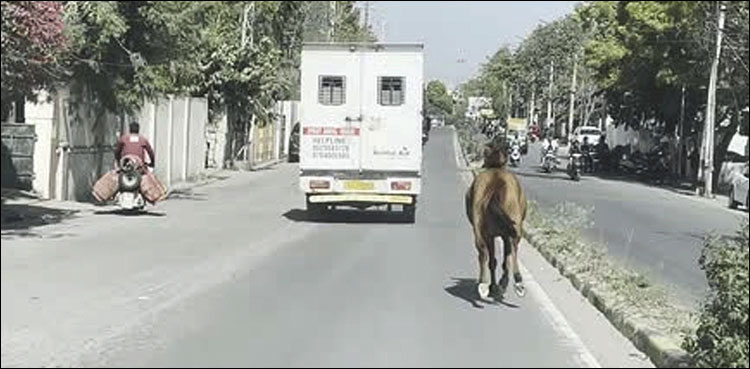 ایمبولینس کے پیچھے دیوانہ وار بھاگتا گھوڑا، ایمبولینس میں کون تھا؟