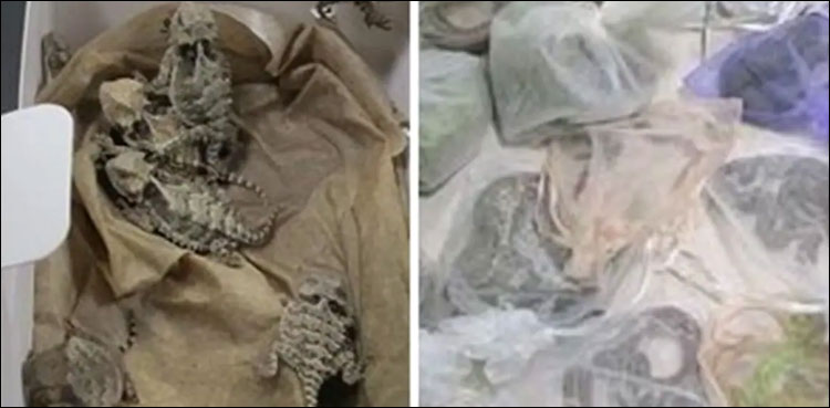 کپڑوں میں سانپ اور چھپکلیاں چھپا کر اسمگلنگ کرنے والا شخص گرفتار
