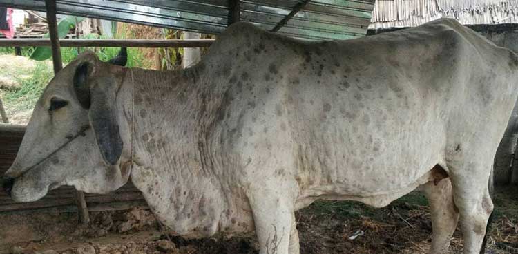 کراچی والوں کیلئے تشویشناک خبر ، درجنوں باڑوں میں گائے جلدی بیماری میں مبتلا