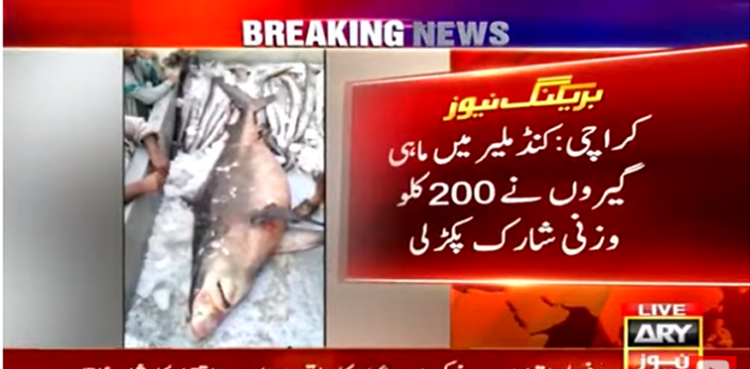ماہی گیروں پر قسمت کی دیوی مہربان ،200 کلو وزنی شارک ہاتھ لگ گئی