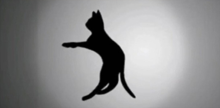 بلی