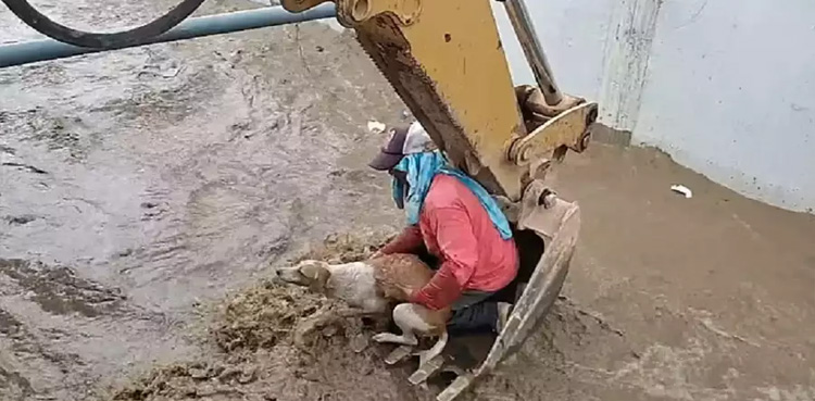 برساتی نالے میں پھنسے جانور کو مزدوروں نے کمال مہارت سے بچالیا، ویڈیو وائرل
