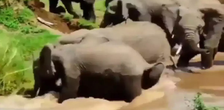 ہتھنی
