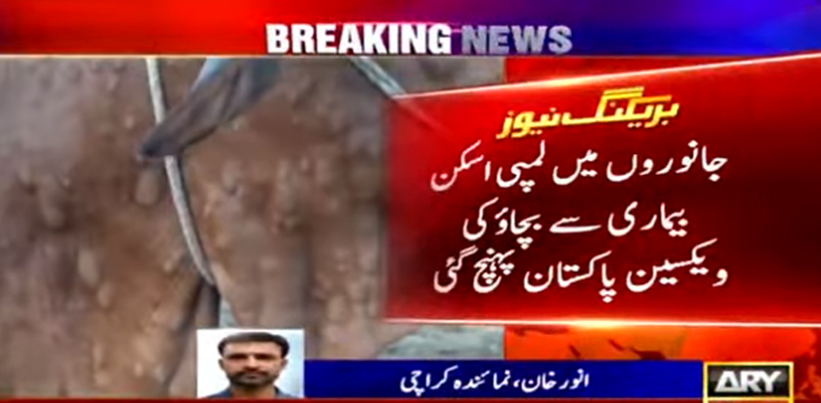 جانوروں میں لمپی اسکن بیماری سے بچاؤ کی ویکسین پاکستان پہنچ گئی