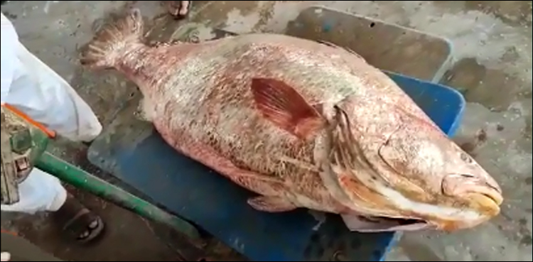 ماہی گیروں کو کروڑ پتی بنانے والی مچھلی ان دنوں ساحل پر کیوں آتی ہے؟