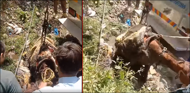 سڑک کنارے کنوئیں کے دہانے میں گھوڑا پھنس گیا