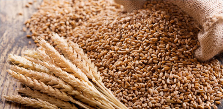 گوداموں میں اربوں روپے مالیت کی گندم ضائع ہونے کی عدالتی انکوائری کا مطالبہ