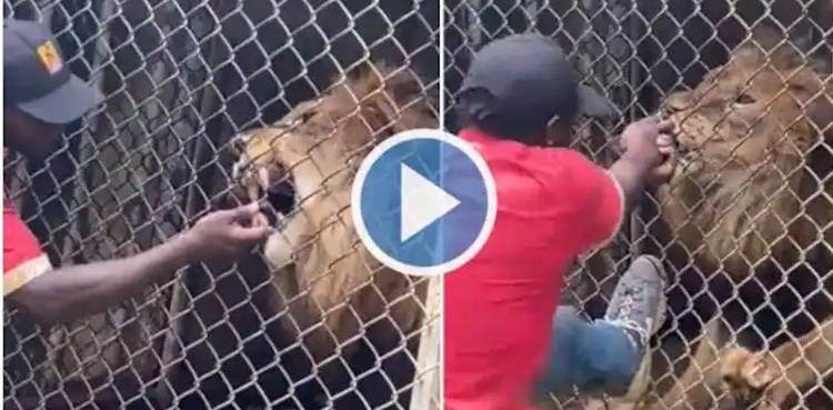 شیر نے آدمی کی انگلی چبا ڈالی، خوفناک ویڈیو نے تہلکہ مچا دیا