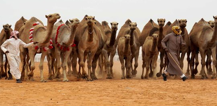 حج مقامات پر اونٹوں کے داخلے پر پابندی