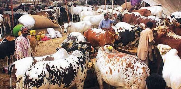 ملک میں عیدالاضحیٰ سے قبل کانگو وائرس کے پھیلاؤ کا خدشہ، ہدایت نامہ جاری