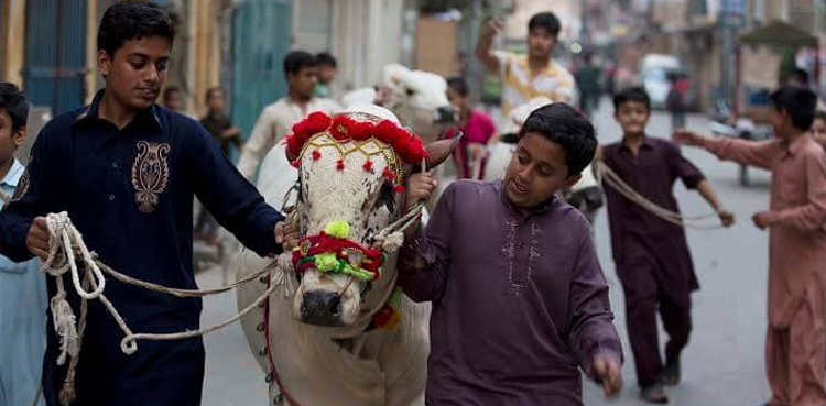 عید الاضحیٰ کے موقع پر کتنا گوشت کھانا چاہیے؟ ماہر امراض قلب نے بتا دیا (ویڈیو)
